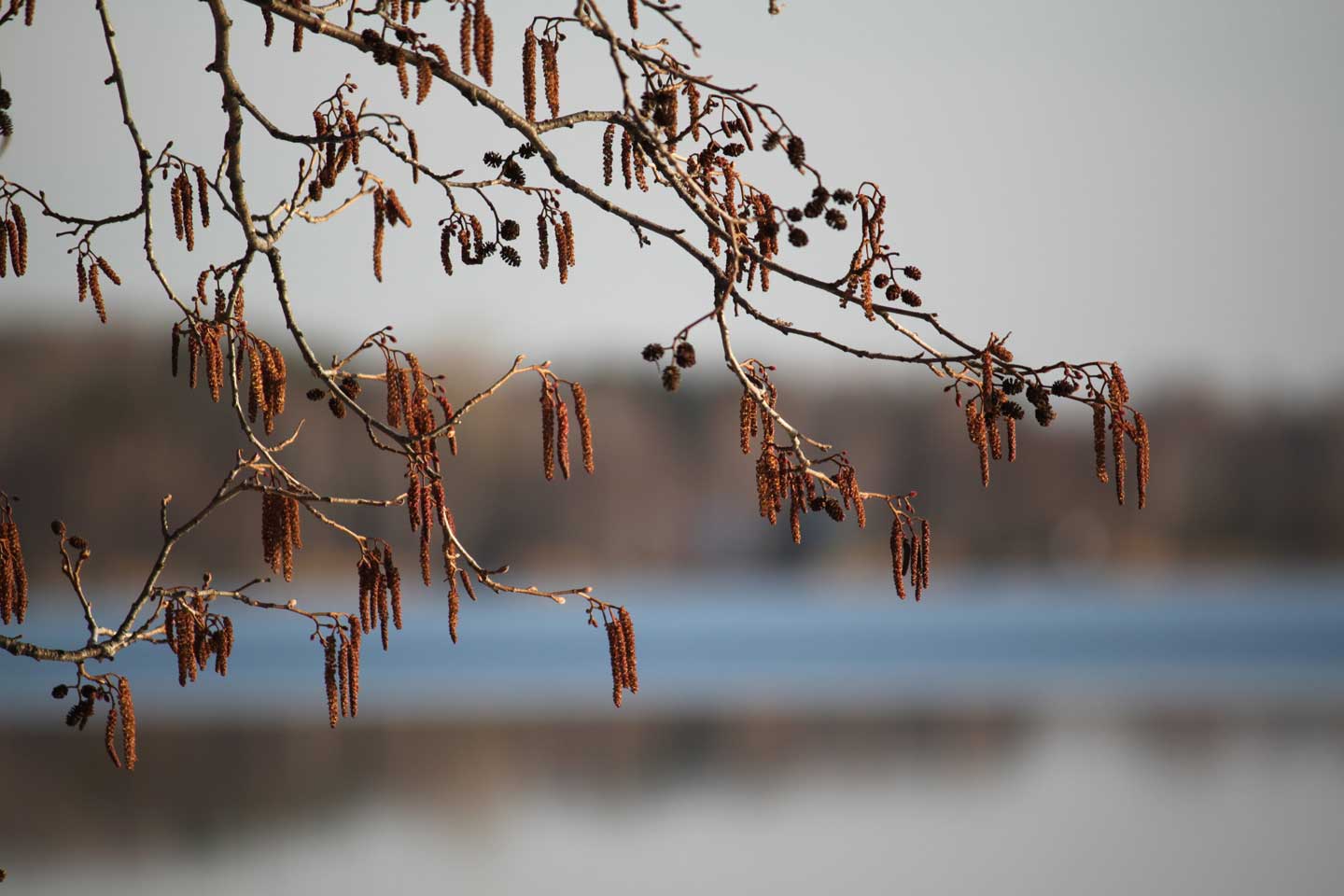 Сережки над озером Балтым