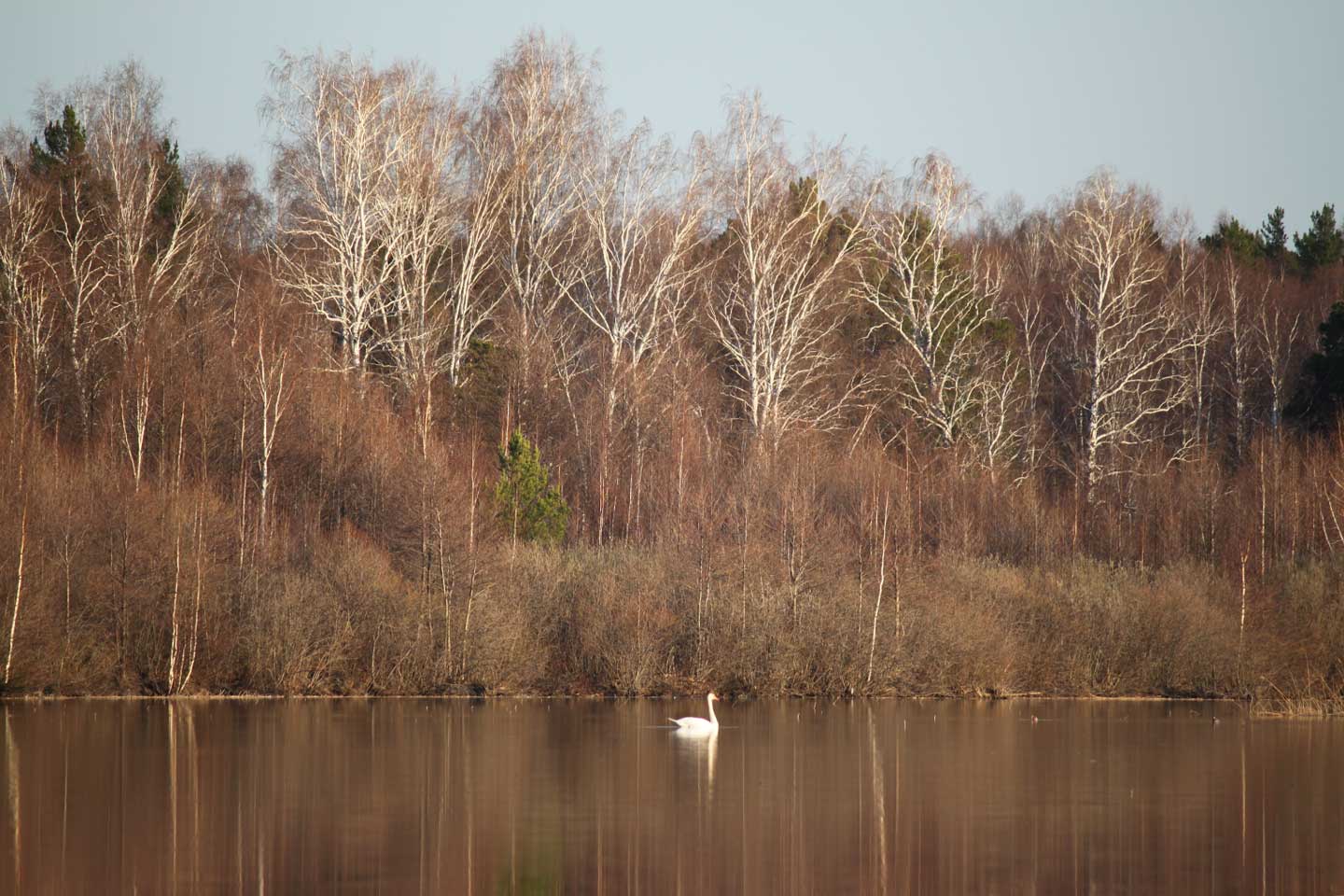 Лебедь на озерое Балтым